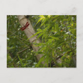Libelle in Bamboo Postkarte (Vorderseite)