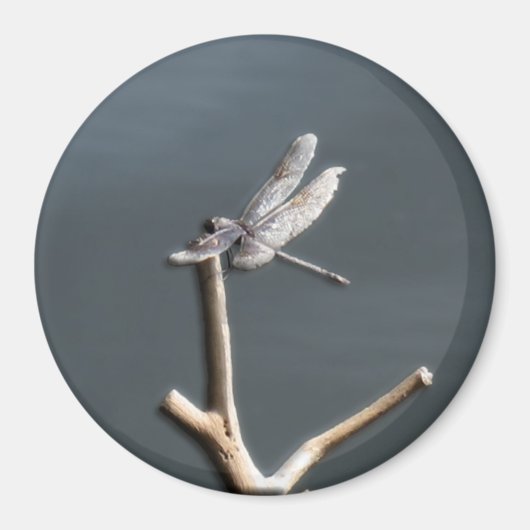 Libelle in der Erholung Magnet (Vorne)