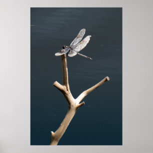 Libelle in Ruhe Poster