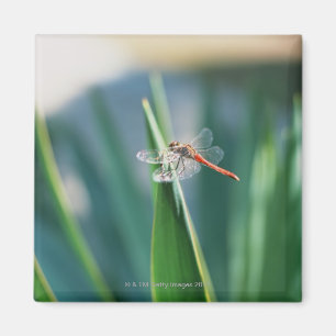 Libelle Magnet