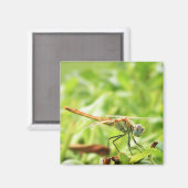 Libelle Magnet (Vorderseite/Rückseite)