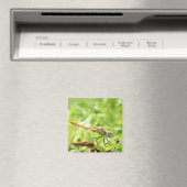 Libelle Magnet (In Situ (Geschirrspüler))
