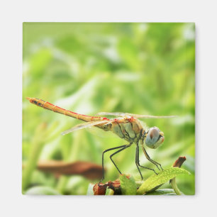 Libelle Magnet