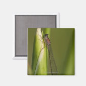 Libelle Magnet (Vorderseite/Rückseite)