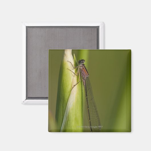 Libelle Magnet (Vorderseite/Rückseite)