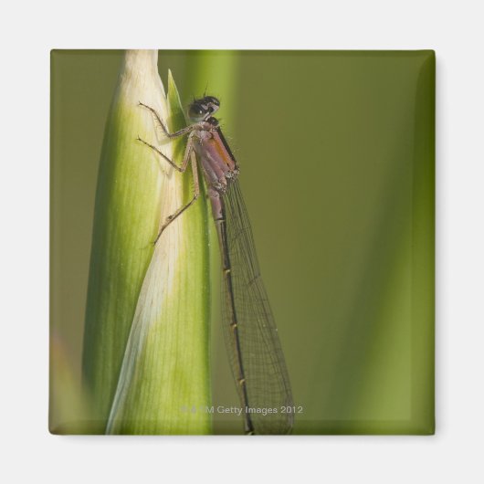 Libelle Magnet (Vorne)