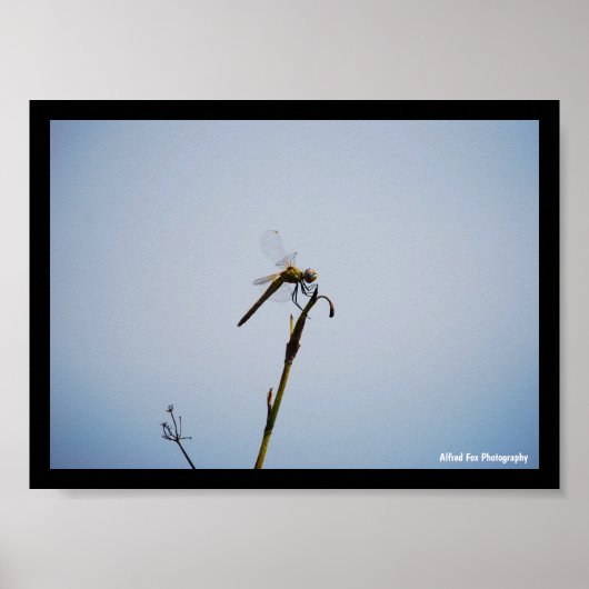 Libelle mit Spazierstock Poster (Vorne)