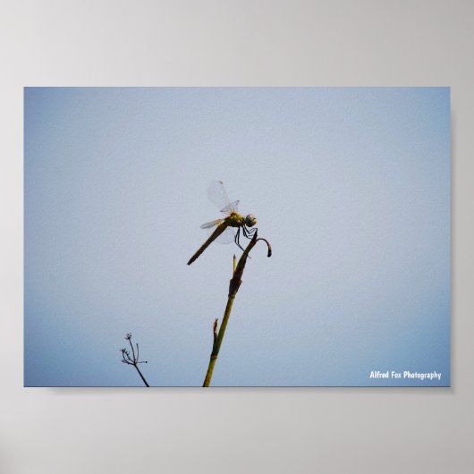 Libelle mit Spazierstock Poster (Vorne)