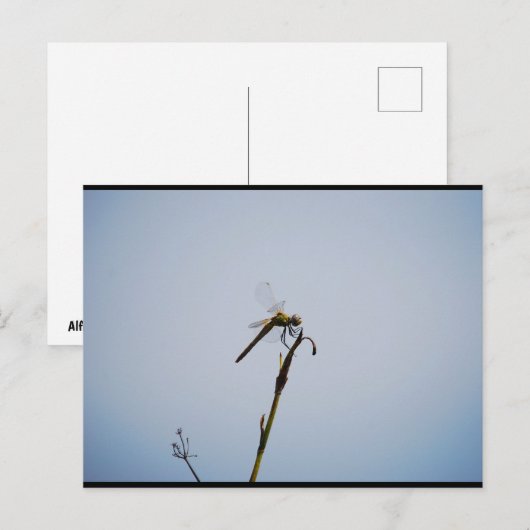 Libelle mit Spazierstock Postkarte (Vorne/Hinten)