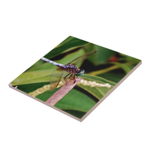 Libelle mit weißen Blume Fliese (Seite)