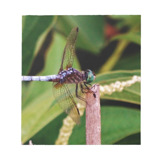 Libelle mit weißen Blume Notizblock (Vorderseite)