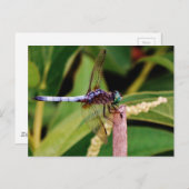 Libelle mit weißen Blume Postkarte (Vorne/Hinten)