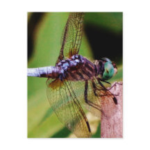 Libelle mit weißen Blume