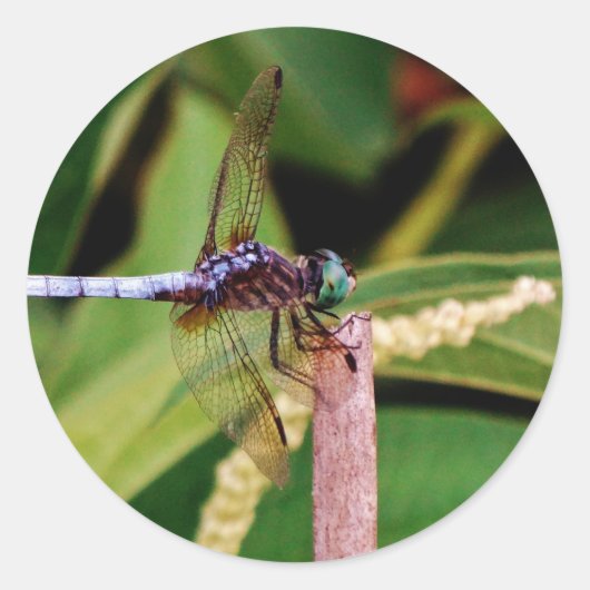 Libelle mit weißen Blume Runder Aufkleber (Vorderseite)
