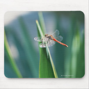 Libelle Mousepad