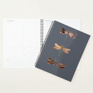 Libelle Planer