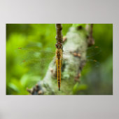 Libelle Poster (Vorne)