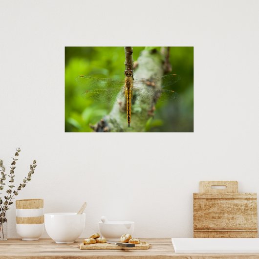 Libelle Poster (Küche)