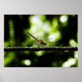 Libelle Poster (Vorne)