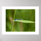 Libelle poster (Vorne)