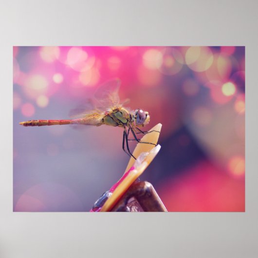 Libelle Poster (Vorne)
