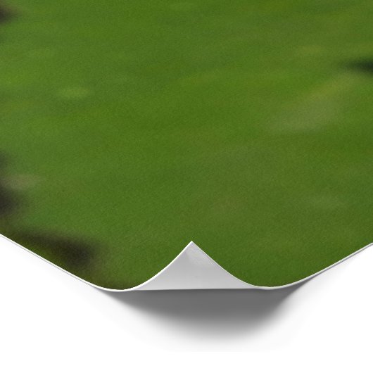 Libelle Poster (Ecke)