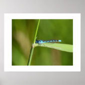 Libelle poster (Vorne)