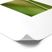 Libelle poster (Ecke)