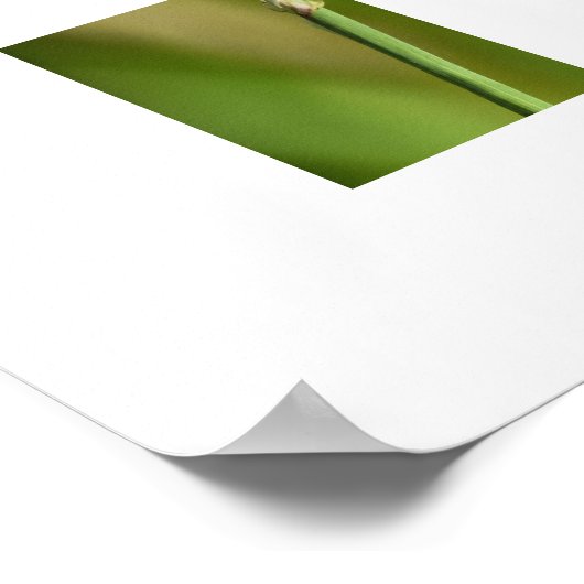 Libelle poster (Ecke)