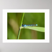 Libelle poster (Vorne)