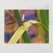 Libelle Postkarte (Vorderseite)