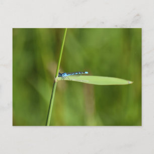 Libelle postkarte