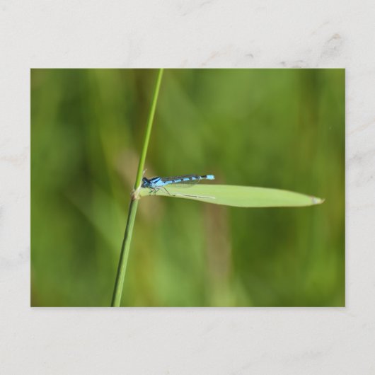 Libelle postkarte (Vorderseite)