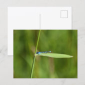 Libelle postkarte (Vorne/Hinten)