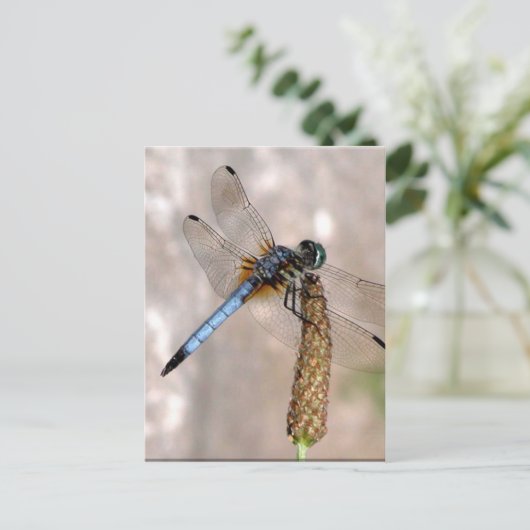Libelle! Postkarte (Stehend Vorderseite)