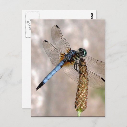 Libelle! Postkarte (Vorne/Hinten)