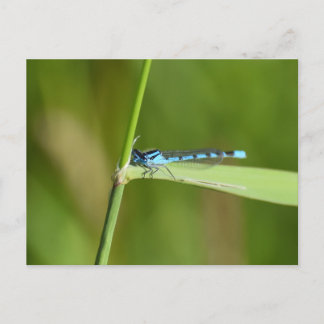 Libelle postkarte