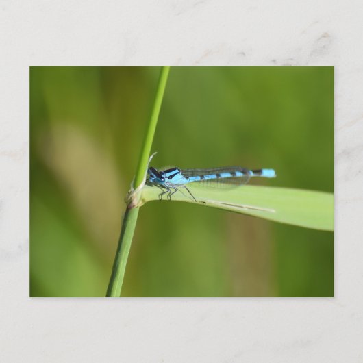 Libelle postkarte (Vorderseite)