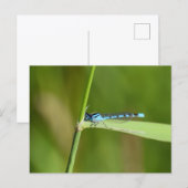 Libelle postkarte (Vorne/Hinten)