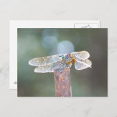 Libelle Postkarte (Vorne/Hinten)