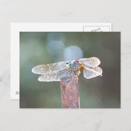 Libelle Postkarte (Vorne/Hinten)