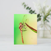Libelle Postkarte (Stehend Vorderseite)