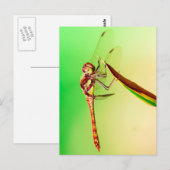 Libelle Postkarte (Vorne/Hinten)