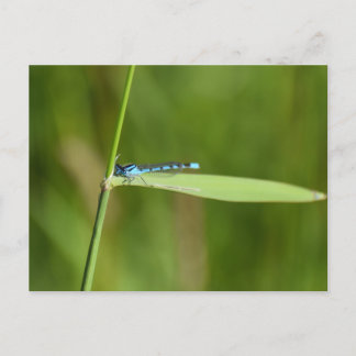 Libelle Postkarte