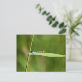 Libelle Postkarte (Stehend Vorderseite)
