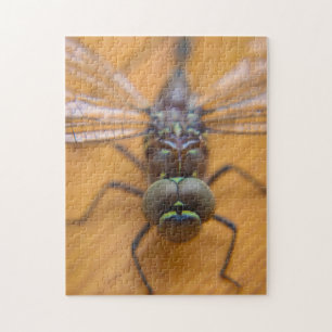 Libelle Puzzle