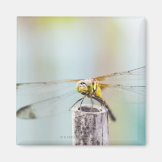 Libelle (Sympetrum infuscatum) 2 Magnet