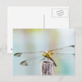 Libelle (Sympetrum infuscatum) 2 Postkarte (Vorne/Hinten)