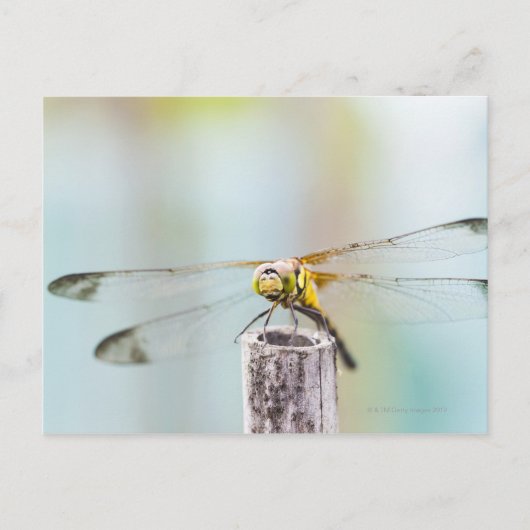 Libelle (Sympetrum infuscatum) 2 Postkarte (Vorderseite)