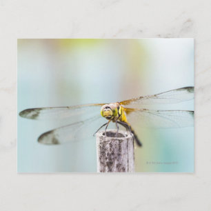 Libelle (Sympetrum infuscatum) 2 Postkarte